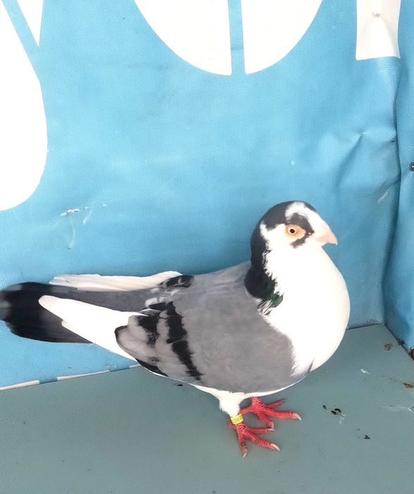 jucatori de galati cu joc și zbor