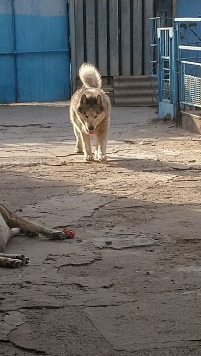 Аляскинский маламут