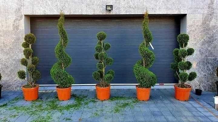 Plante ornamentale pentru grădini – transport și montare inclus
