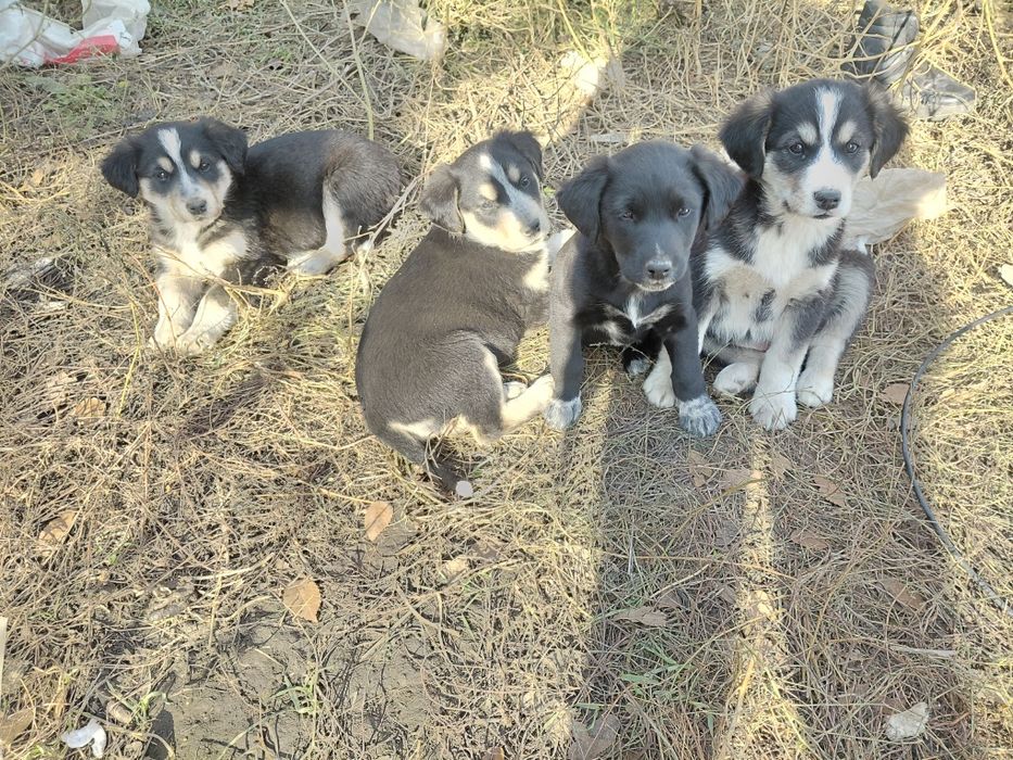 Отдам шенят в хорошие руки