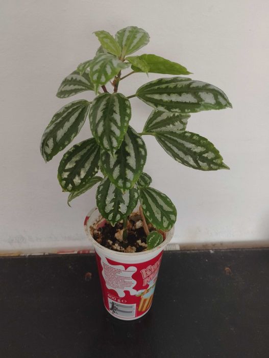 Бенджамин, традесканция, пилея, дифенбахия, гастения, алое, ледебурия