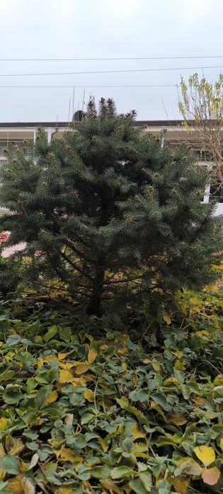 Голубой ель арчалари сотилади