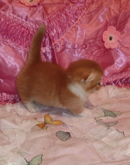 Готовится и бронируются котёнок Манчкин фолд,"бело-красный биколор"