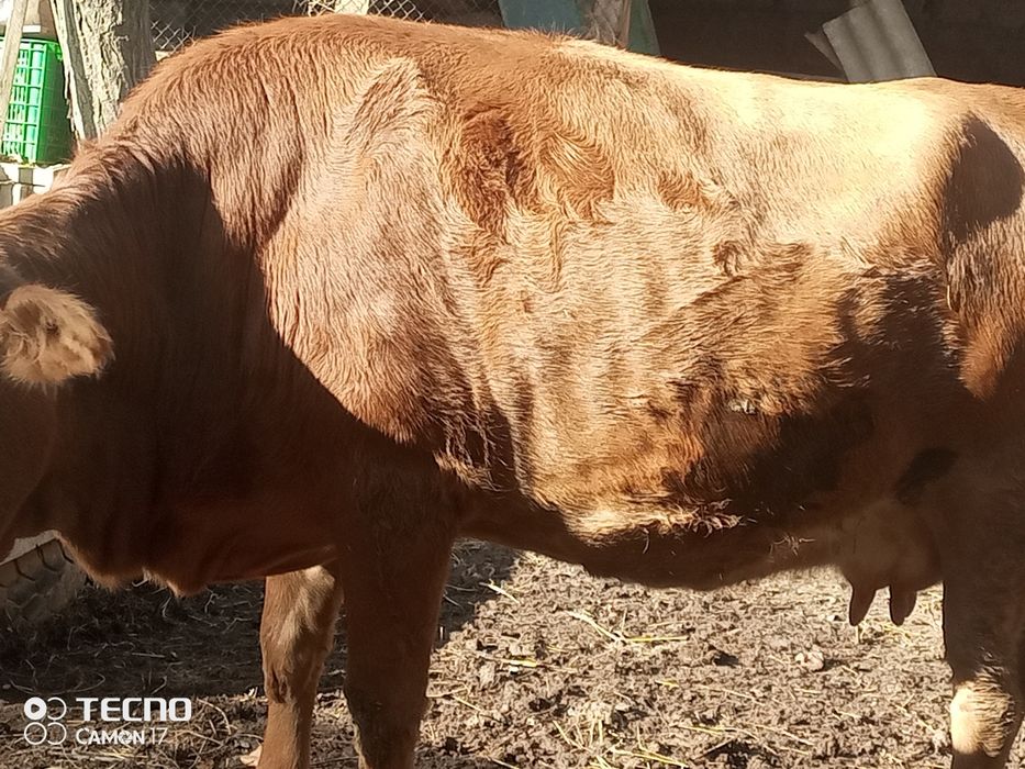 Животные  продаются