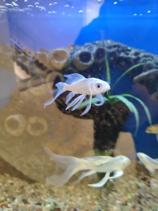 Аквариум баликлари сотилади