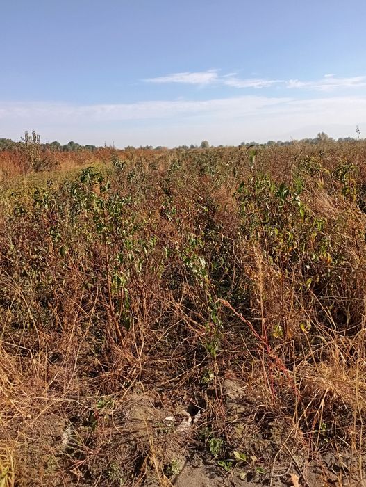 Мева кучатлар сотилади оптим ва Дона