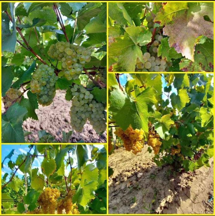 Vand struguri de vin 2025