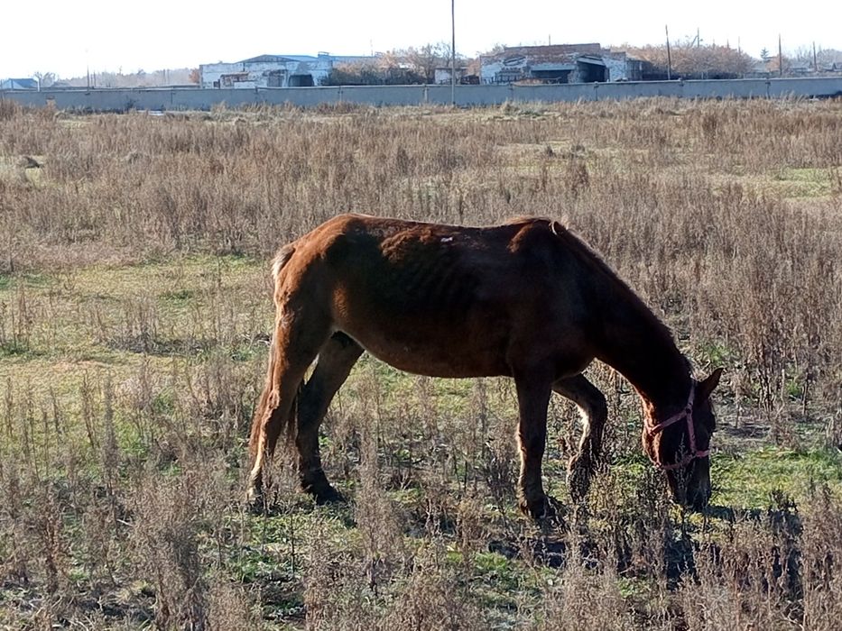 Продам кобылу. Обычная.