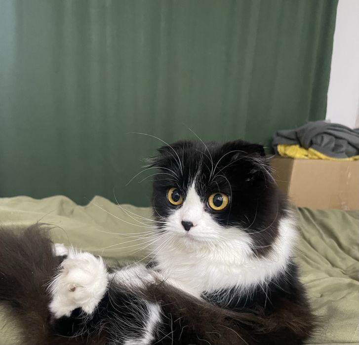 Веслоухая кошечка ищет дом