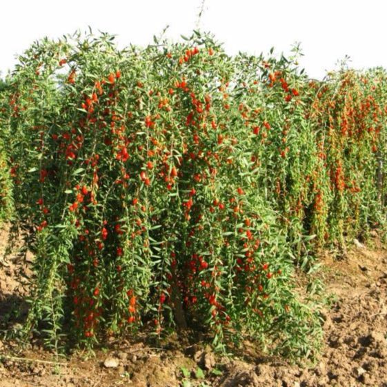 PRODUCATOR Vand Goji rosu/negru pe rod, butasi, plante, seminte fructe