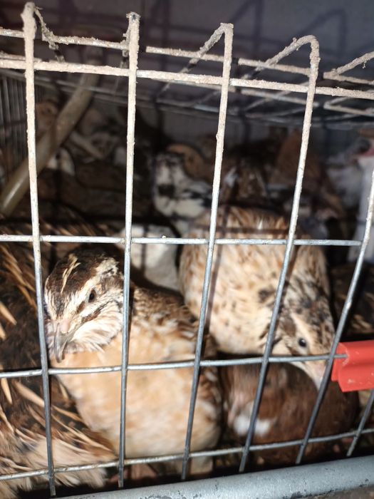 Prepelițe de vânzare