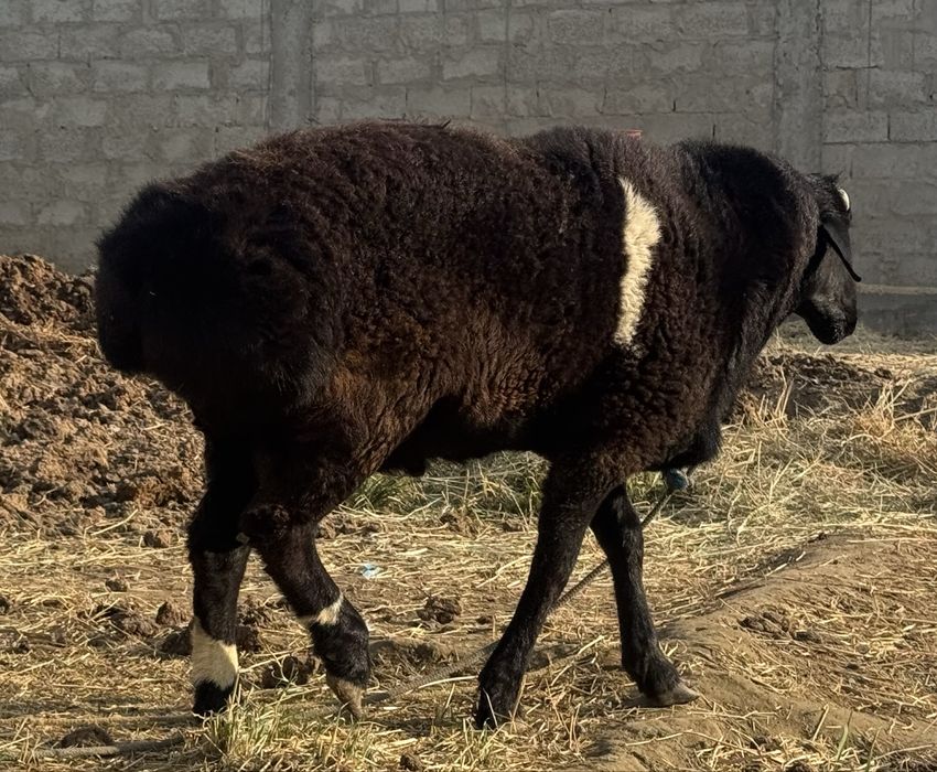 Кучкор сотилади