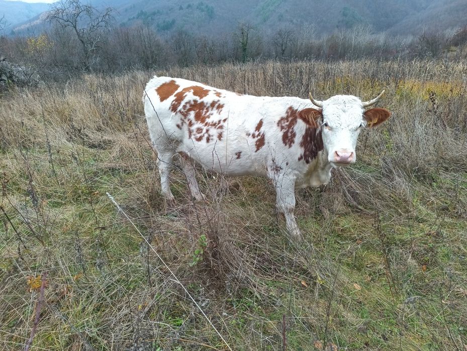 Vand doua vaci blțata