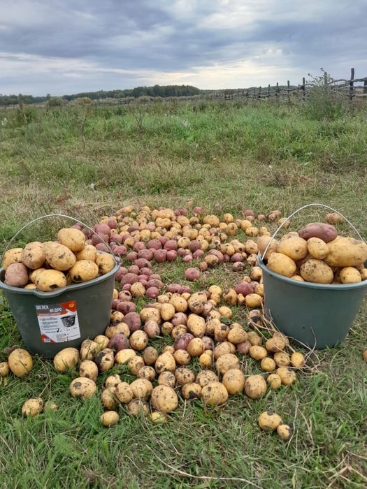 Продам картофель мешками