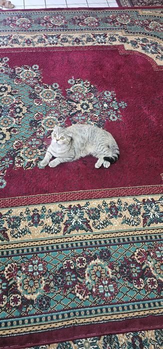 1yarim yoshdan oshgan  bir mata tùģgan 150$  uychasi idishlari bn