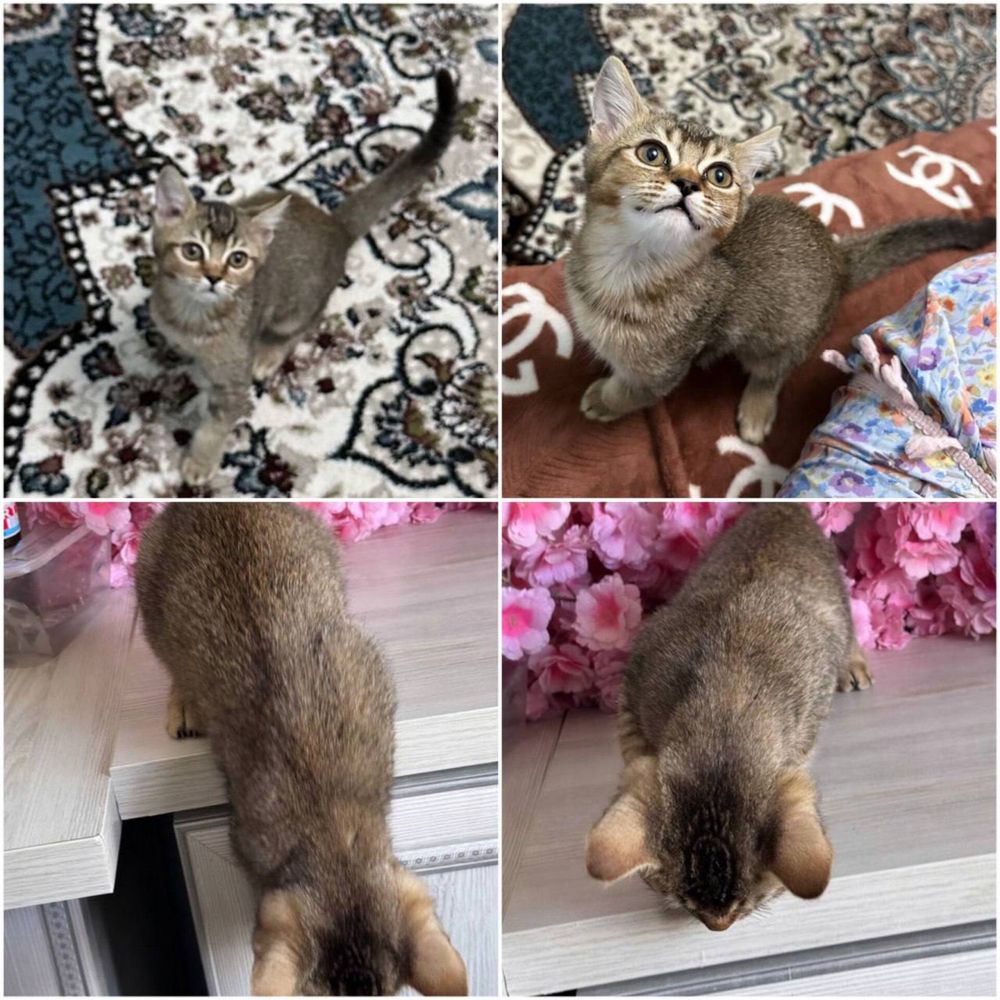 Срочно продаю котят