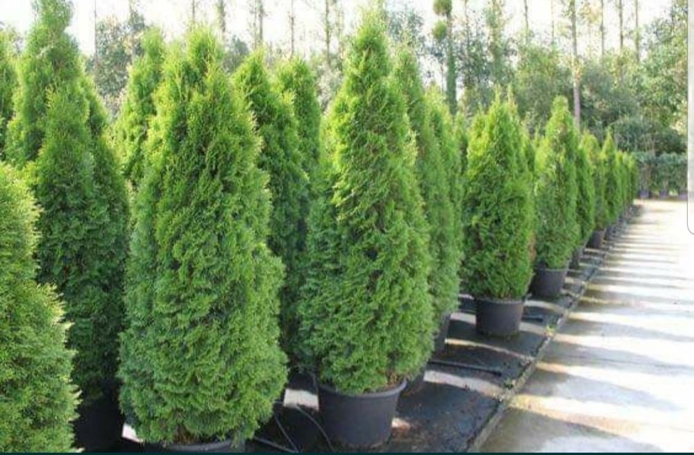 Tuia smaralgd/ tuia columnaris/ înălțime și modele avem /10+1 gratis