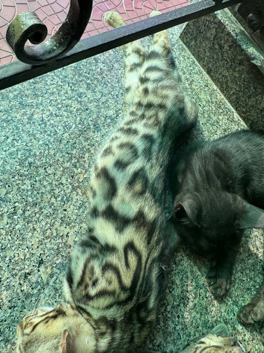 Bengal mushuk sotiladi