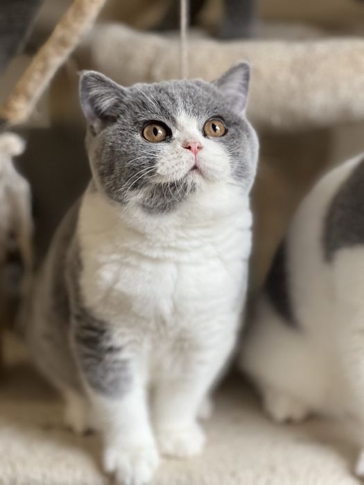 Чистокръвно британско коте шоу клас