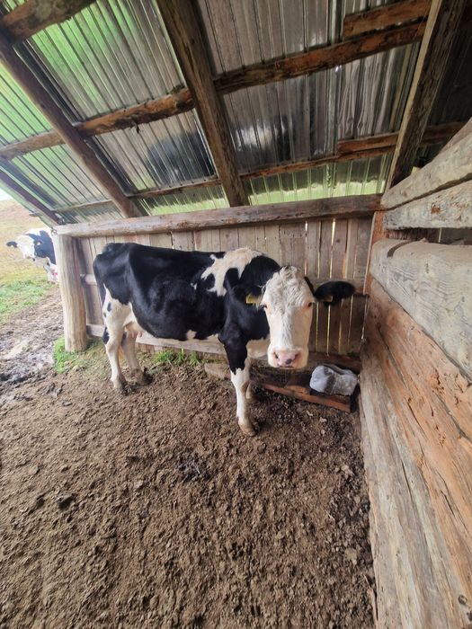 De vînzare Vacă Gestancă în 6 luni