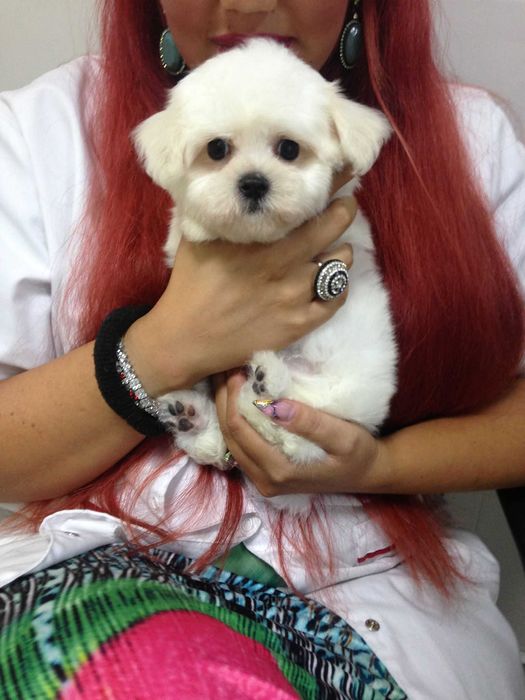 Bichon Maltez talie mică – 2 luni, mascul, pedigree, microcipat
