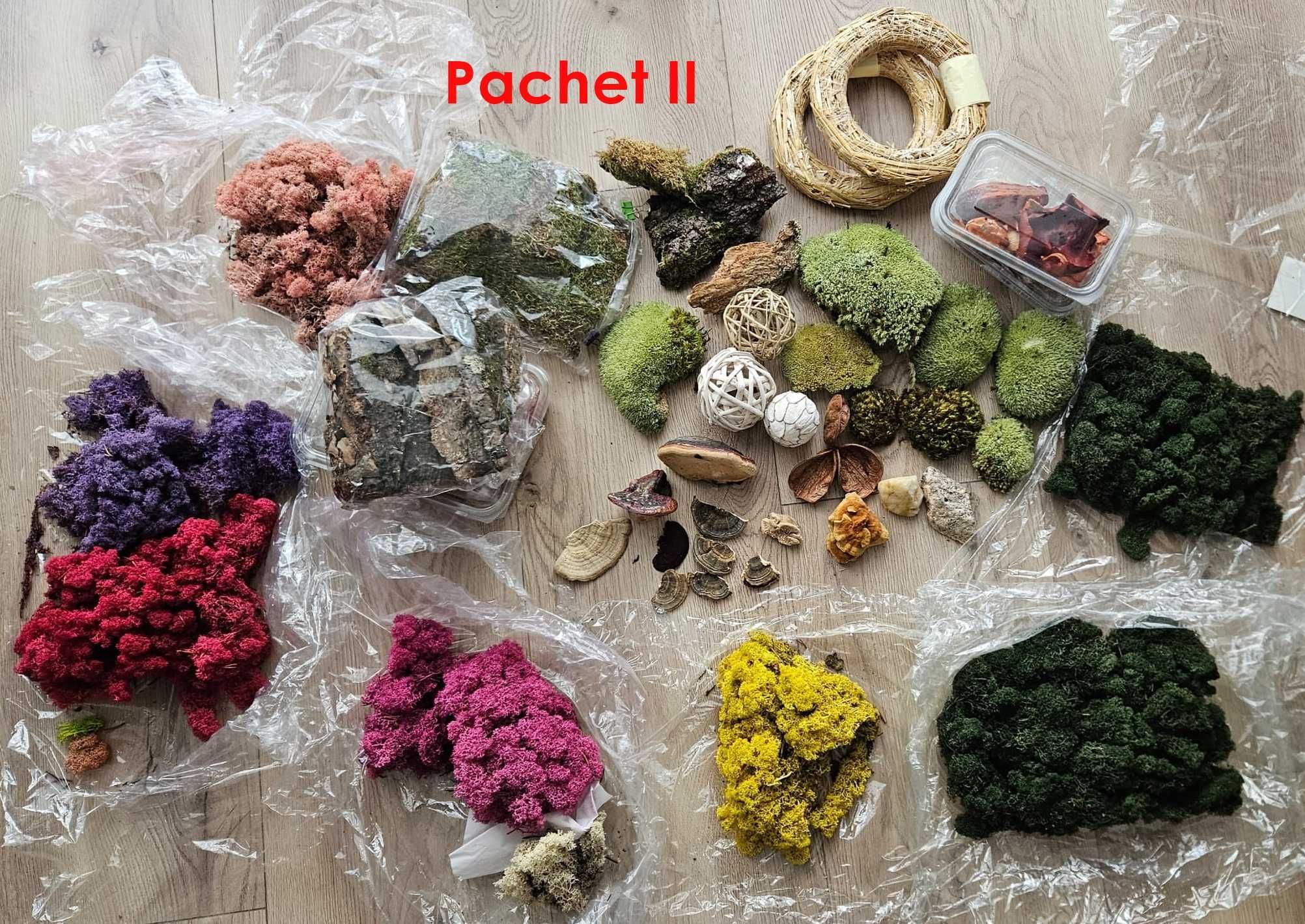 Materiale pentru creatii cu licheni, tablouri vegetale