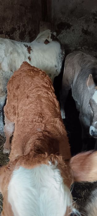 Viței Din Monta De Carne