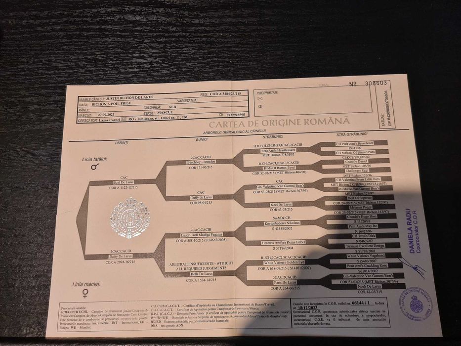 Bichon Frise cu Pedigree si pasaport