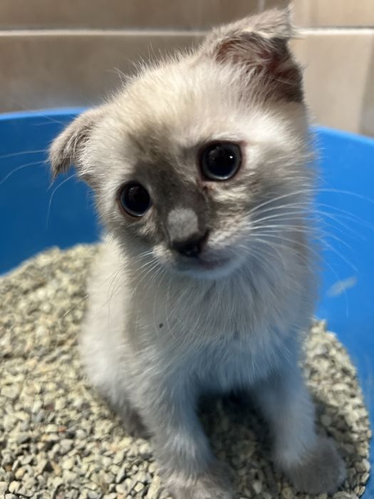 Вислоухая породистая