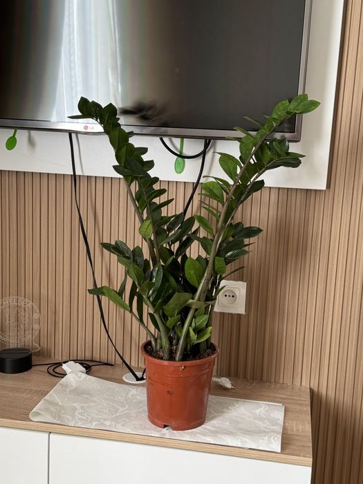 Комнатные цветы, комнатное растение, цветы Доллар, красивое большое