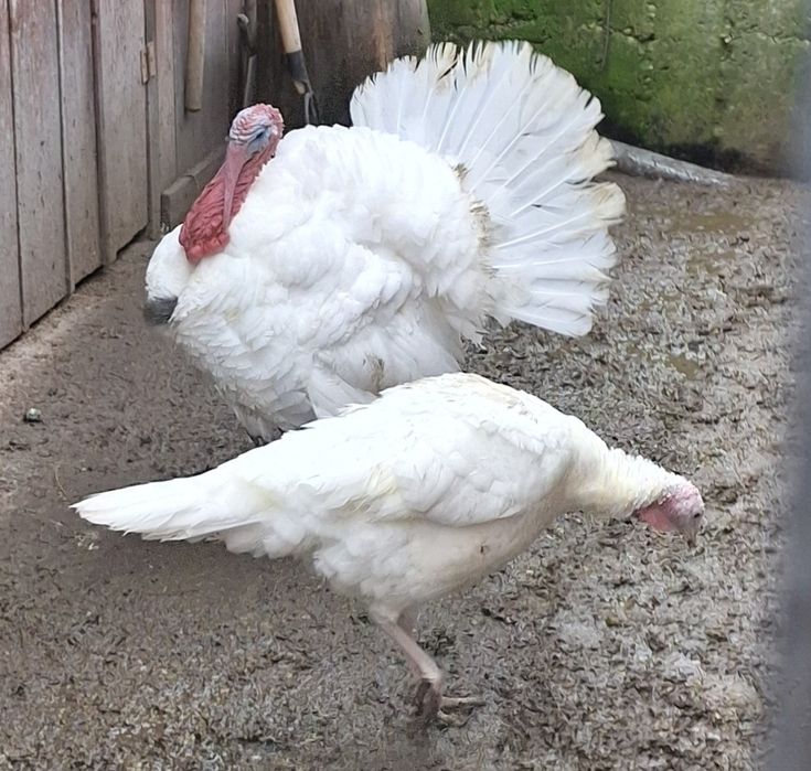 Vând sau schimb pereche de curci albe de casă