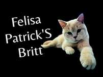 Vand mascul British Shorthair Crem