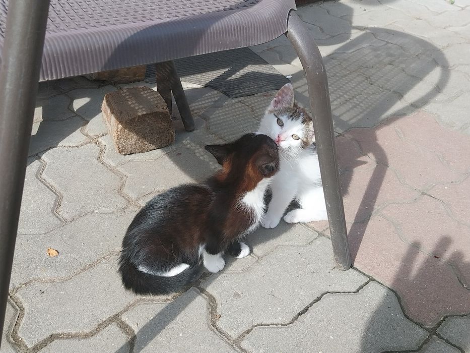 Donez pisicute dragalașe