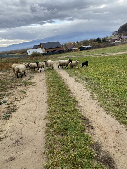 Vand 7 oi si un berbec