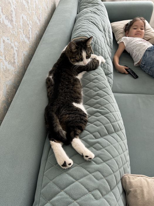 Кот домашний