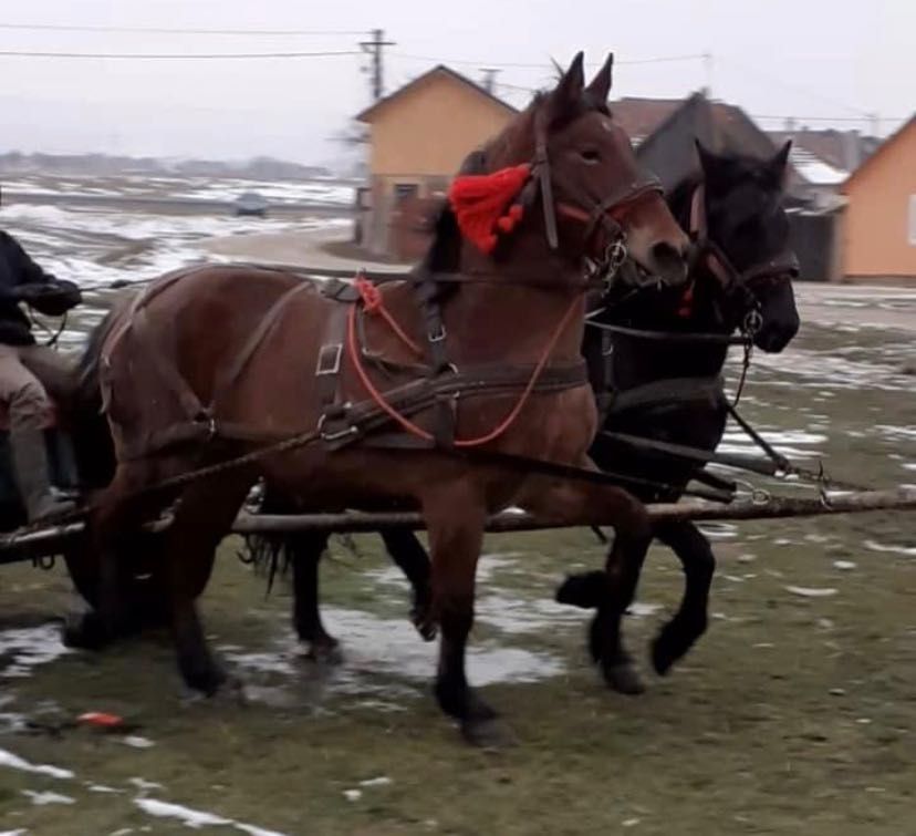 Vand iapa de 3 ani gestanta