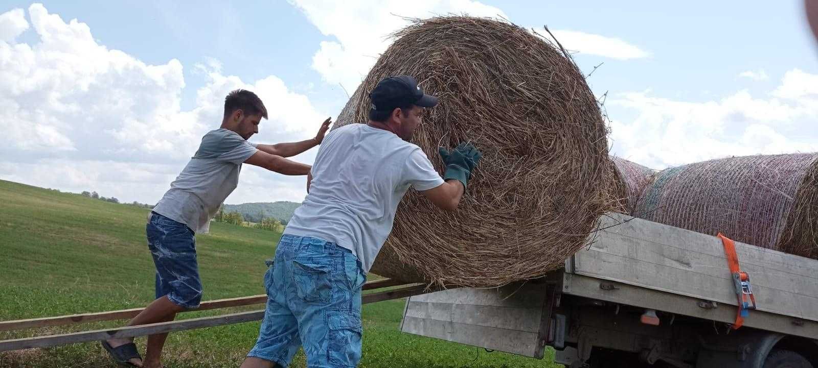 Baloti fan/lucerna, transport inclus RO.Dreptunghiulari/Rotunzi