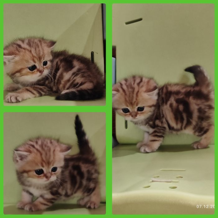 Продается Скоттиш страйт