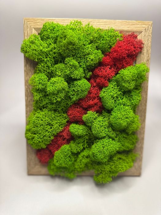 Vând tablouri licheni stabilizați