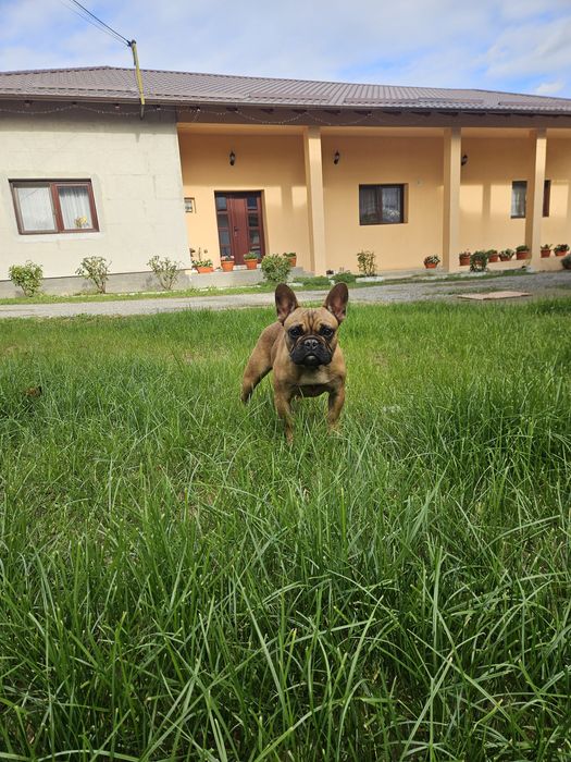 Bulldog Francez Mascul