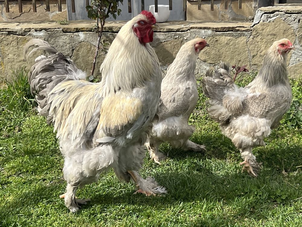 Продавам разплодни яйца от Брама Изабела/Brahma Isabella