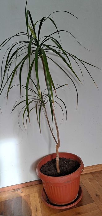 Палма Драцена, цвете