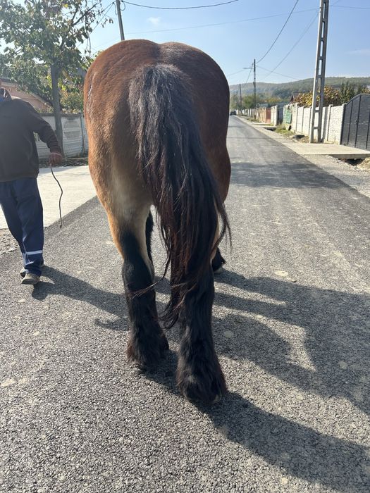 Vand cal de tractiune