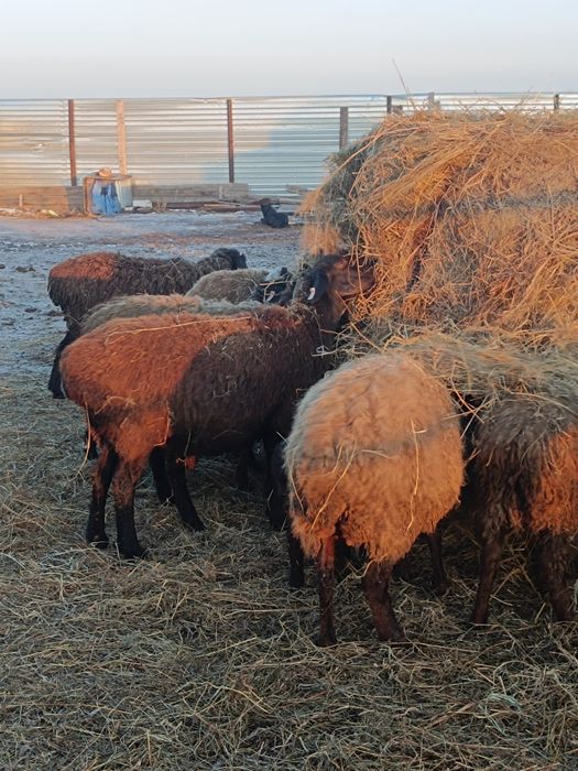 Продам овец, ярки 30 голов.