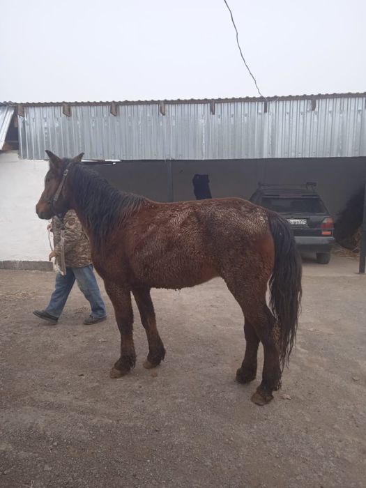 Жылкы, кобыла сатылады