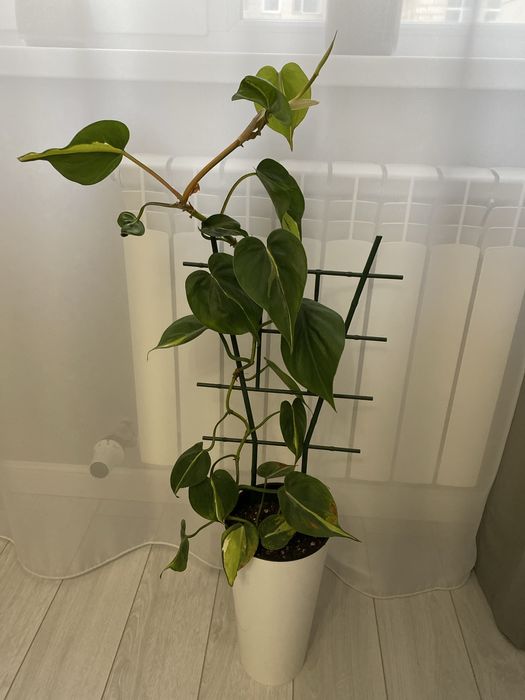 Продам цветок медиопикта