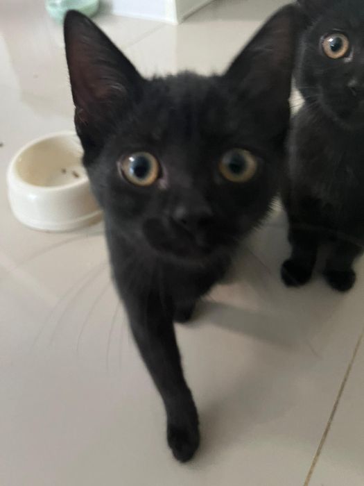 Donez două pisicuțe negre