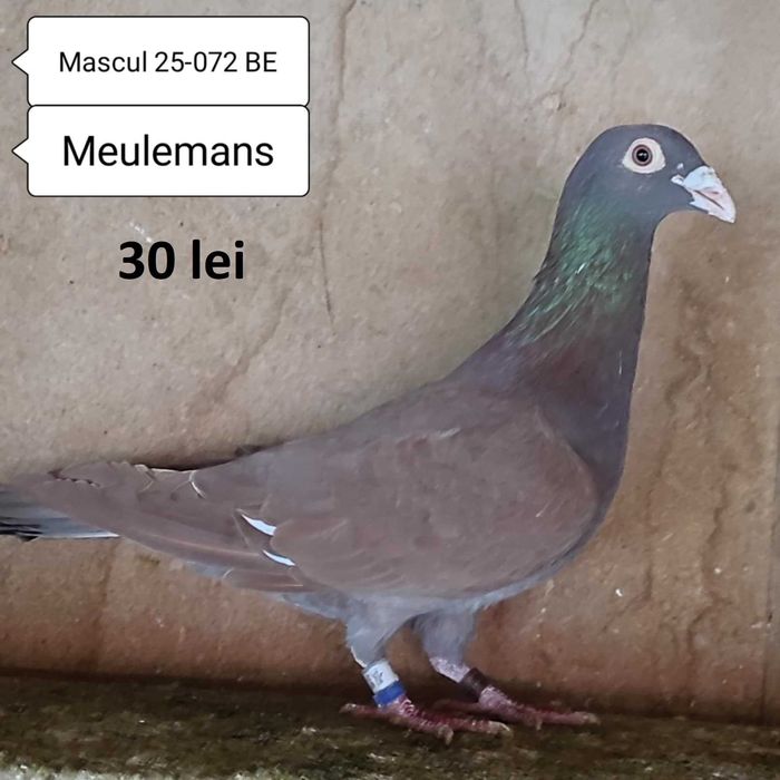 Porumbei Meulemans