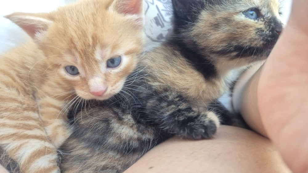 Отдам в хорошие  руки