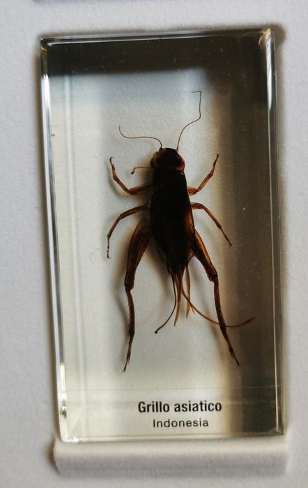 Vând Insecte De Colecție În Rășină